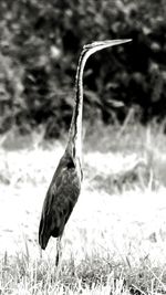 Close-up of bird on grass