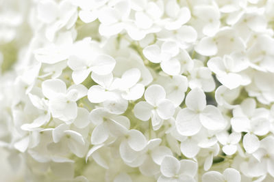 Full frame shot of white flowering plants