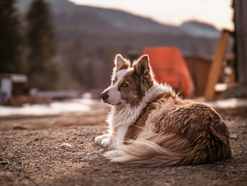 Close-up of dog on field