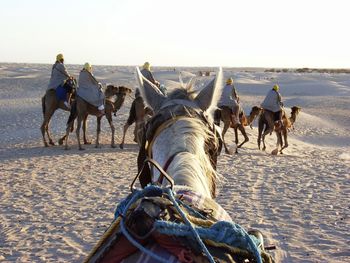 Riding animals on sand in desert