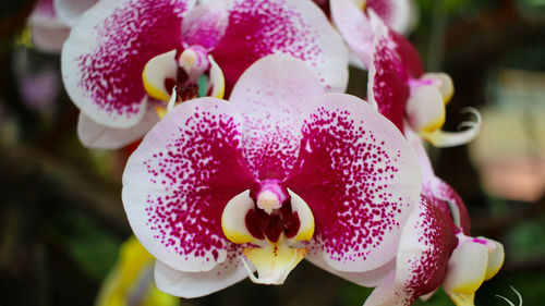 Close-up of pink orchids