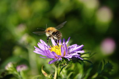 Close-up of bee pollinating on purple flower