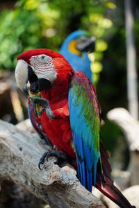 Close-up of parrot perching on tree