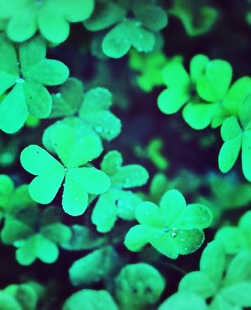 leaf, growth, green color, close-up, nature, plant, selective focus, beauty in nature, focus on foreground, freshness, fragility, full frame, backgrounds, green, drop, day, outdoors, water, leaves, no people