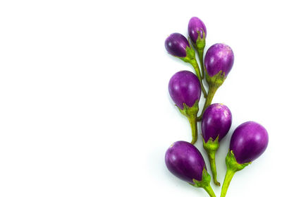 Close-up of purple against white background