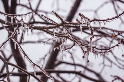 Close-up of bare tree branches during winter