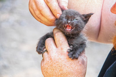 Close-up of hand holding cat