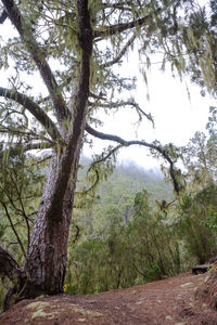 Trees in forest against sky