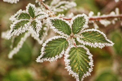 Close-up of frozen plant during winter