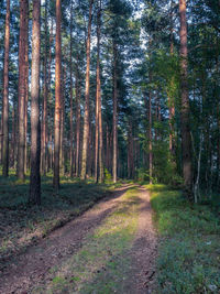 Dirt road amidst trees in forest