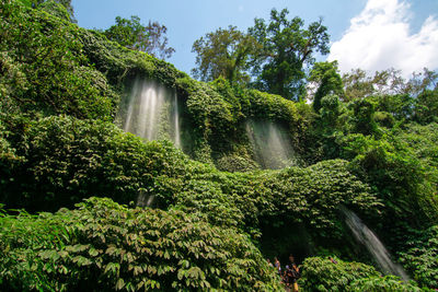 Plants growing on tree