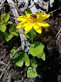 High angle view of yellow flowering plant