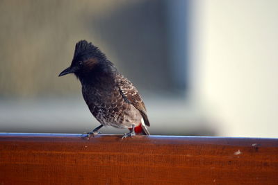 Close-up of bird perching on wall