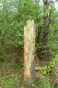 Trees growing in forest