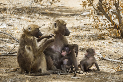 Monkey family in forest