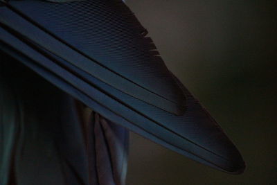 Low angle view of feather against wall