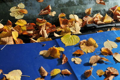 Close-up of dry leaves on plant during autumn