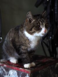 Close-up of a cat looking away