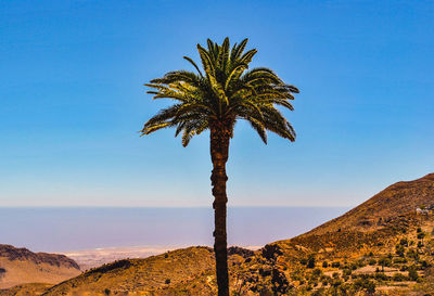 Palm trees against clear blue sky