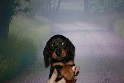 Portrait of puppy sitting outdoors