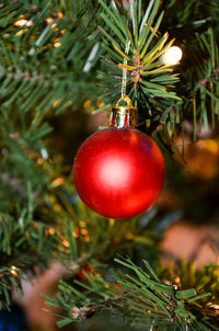 Close-up of christmas tree