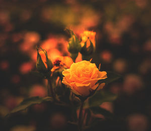 Close-up of rose plant