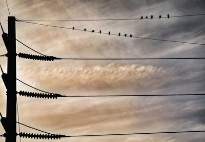 Low angle view of birds perching on power line