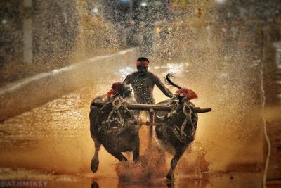 Man riding bullock cart in muddy water