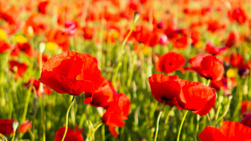 Close-up of red poppy flowers in field