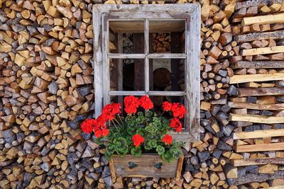 Flower pot at window of house
