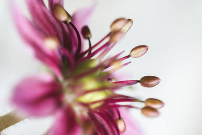 Close-up of pink flower