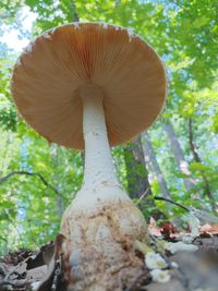 Close-up of mushroom growing in forest