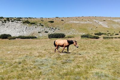 Horses in a field