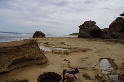 View of a dog on beach