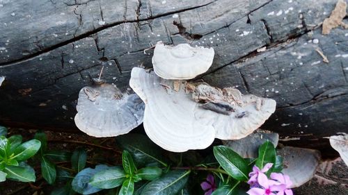 Close-up of wet leaves