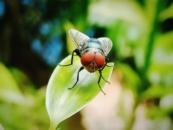 Close-up of butterfly on flower