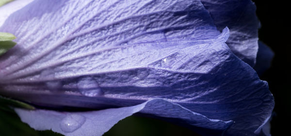 Close-up of purple flower