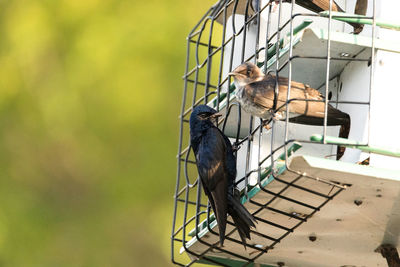 Bird perching in cage