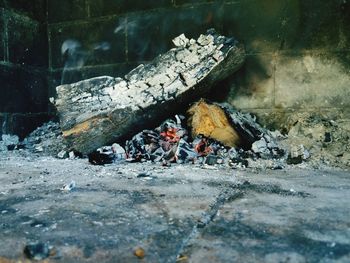 View of lizard on log