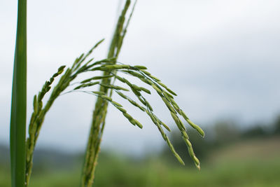 Close-up of fresh green plant against sky