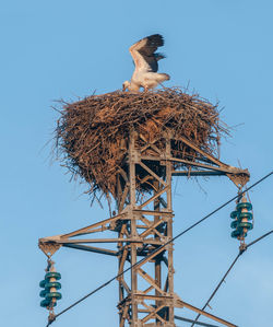 Low angle view of bird on nest against blue sky