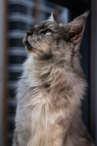 Close-up of a cat looking away