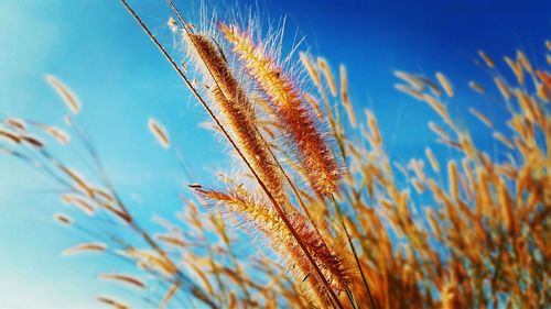 Close-up of wheat growing on field against sky