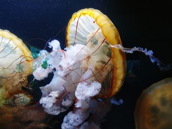 Close-up of jellyfish swimming in aquarium