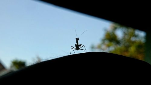 Close-up of insect against sky