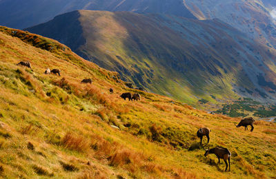 High angle view of mountain goats grazing on grassy field