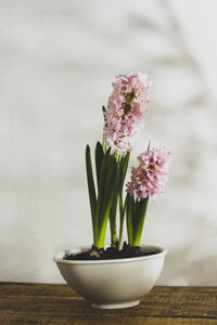 Close-up of potted plant on table