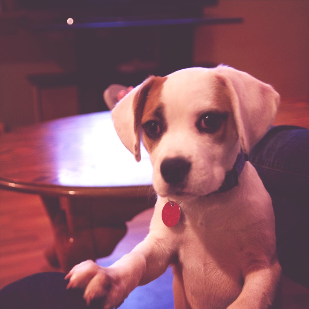 dog, pets, one animal, indoors, domestic animals, animal themes, looking at camera, holding, person, portrait, close-up, focus on foreground, home interior, mammal, part of, sitting, lifestyles