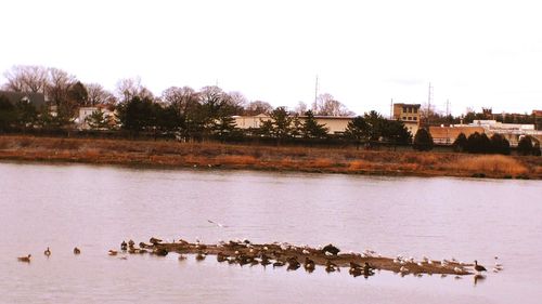 Birds perching on lake against clear sky