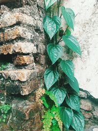 Close-up of ivy growing on wall